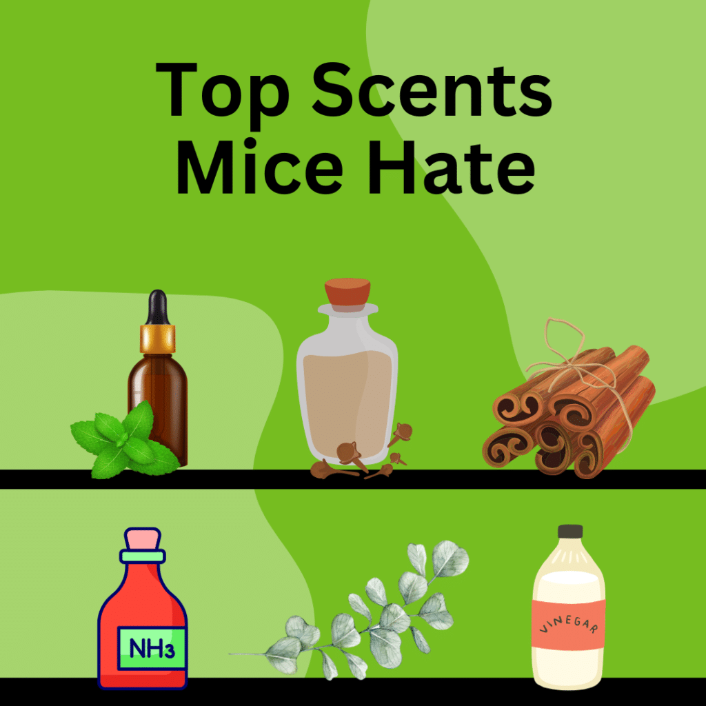 Top Scents Mice Hate