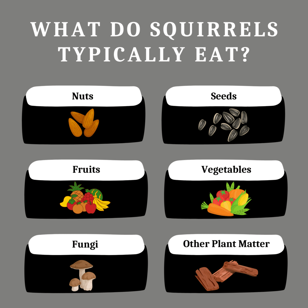 squirrels generally eat a wide range of foods