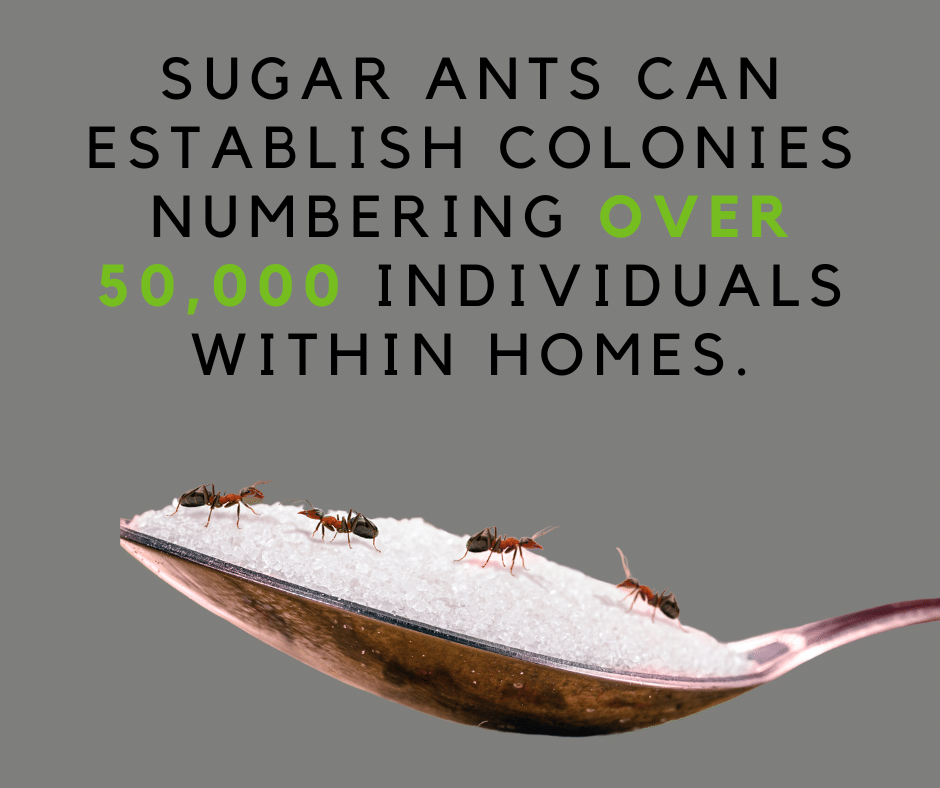 Sugar Ant Fact