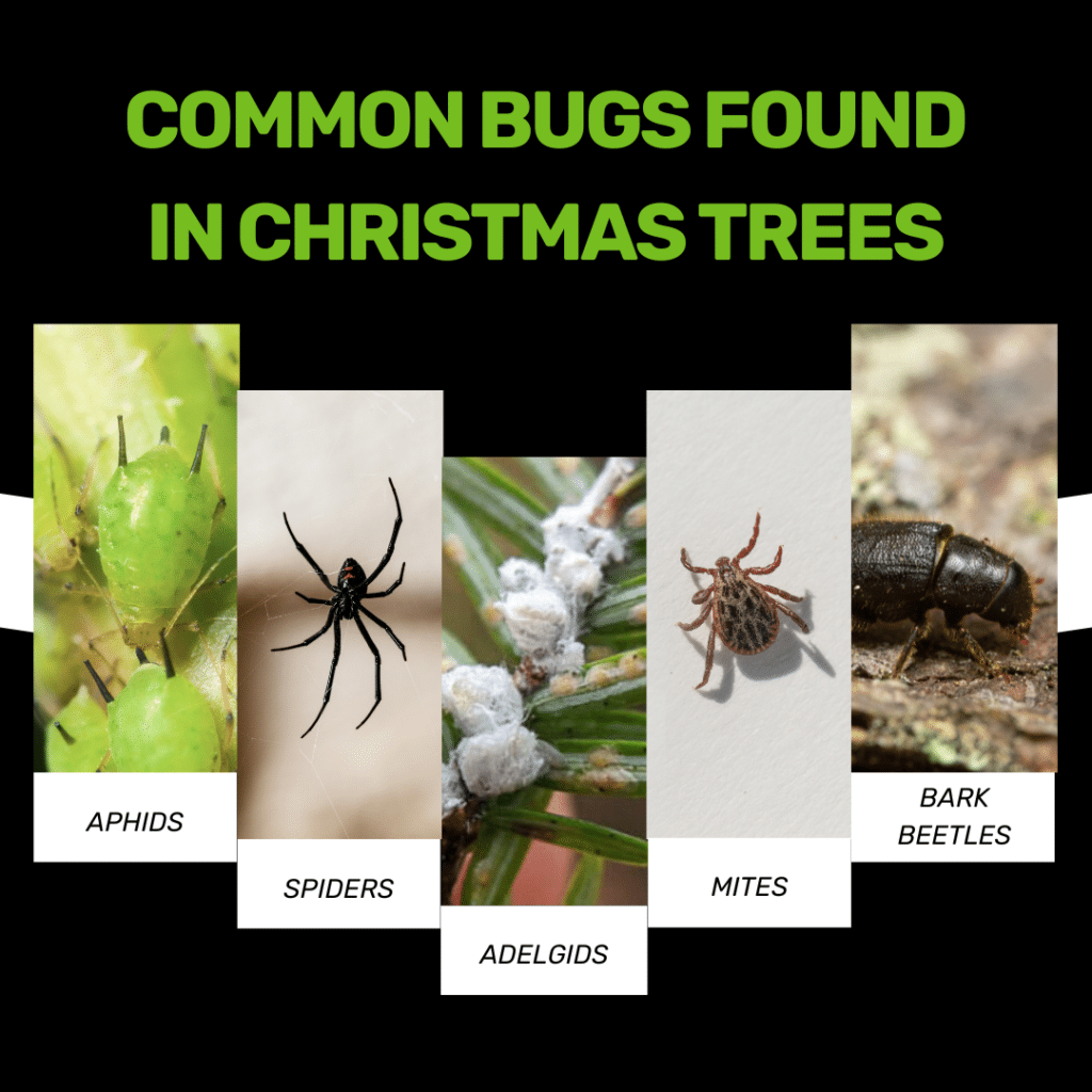 Common Bugs Found in Christmas Trees