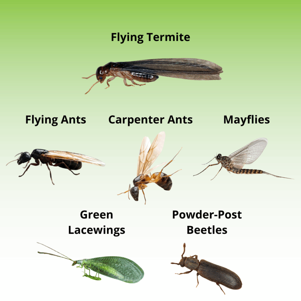 flying termite vs other bugs