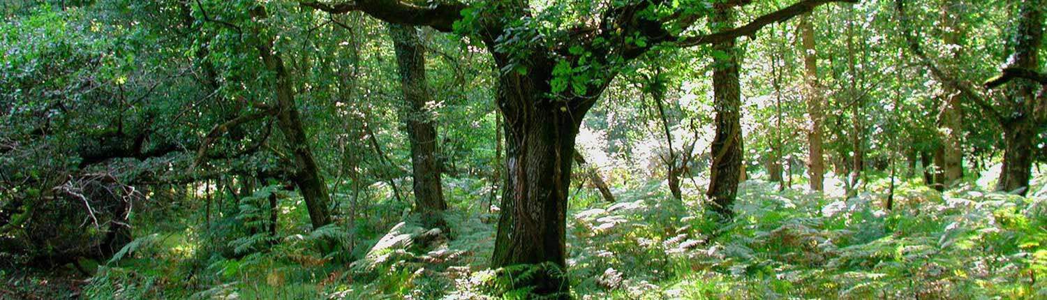 Environmental auditing