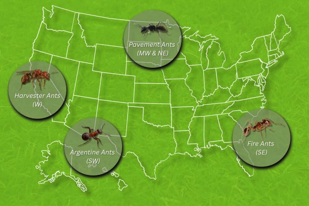 types of ants across the us