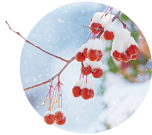 How to Add Color to your Winter Landscape