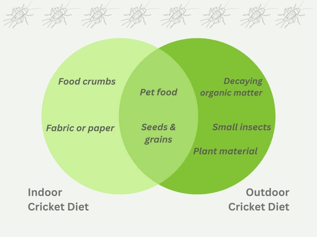 Crickets can eat a variety of different foods.