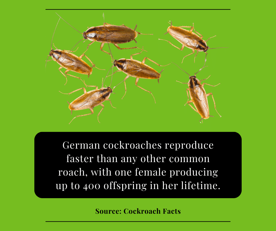 german cockroach fact