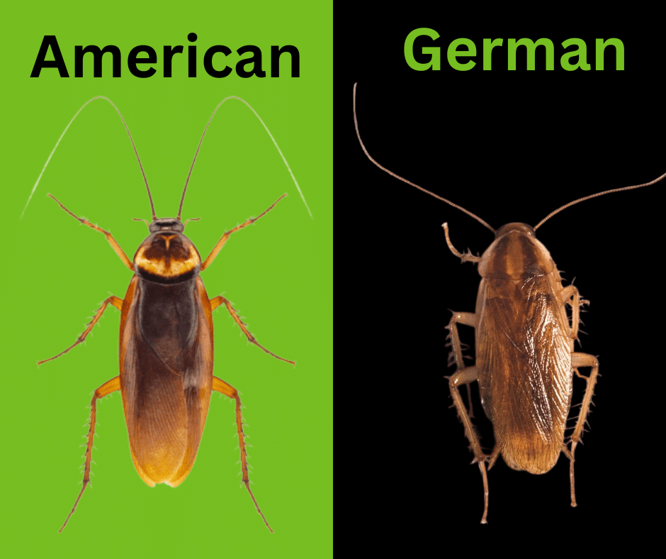 german vs american cockroach
