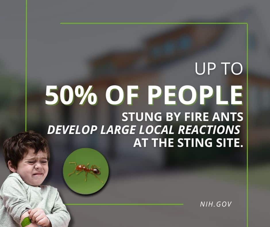ants do bite prevention tips