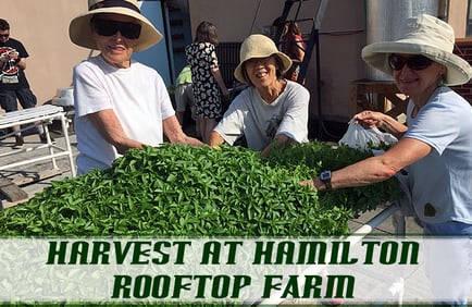 Hamilton-RooftopHArvest.jpg