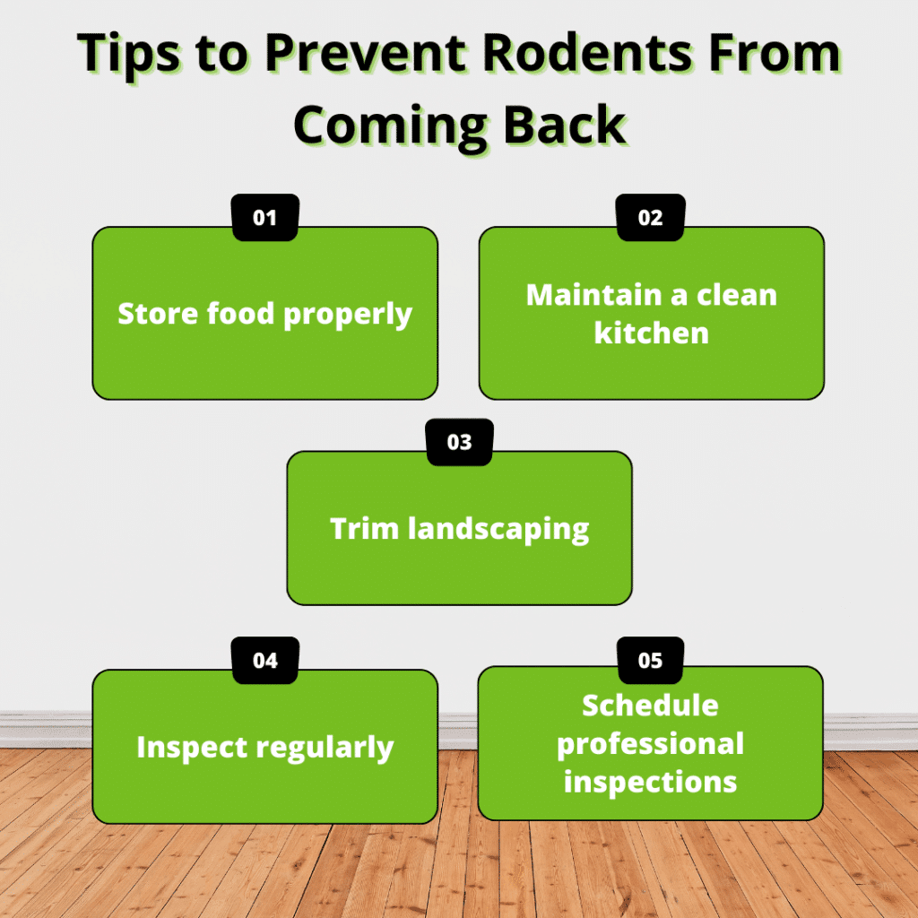 tips to prevent rodents from coming back
