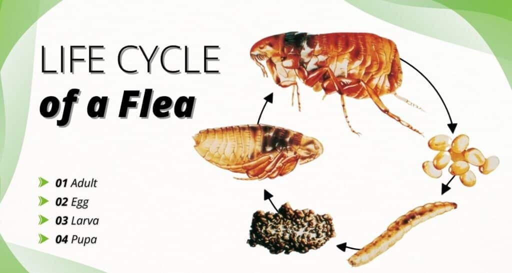 lifecycle of a flea