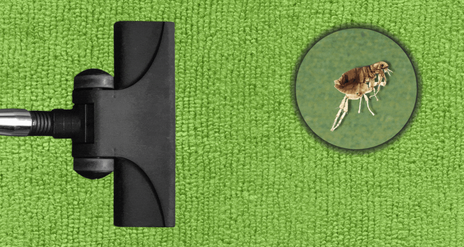 vacuum and steam clean carpets as one way to kill fleas since they can survive for a while without a host