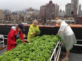 Rooftop-Harvest.jpg