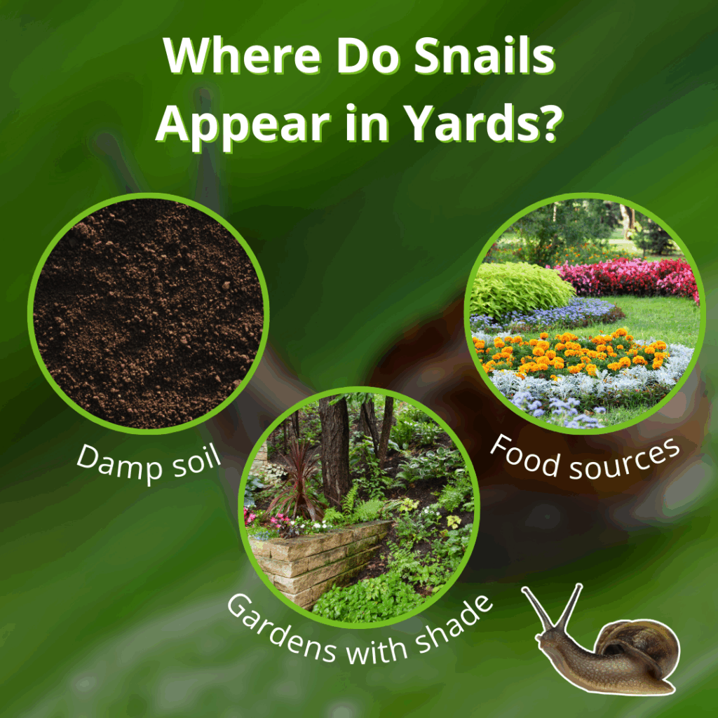 where do snails appear in yards
