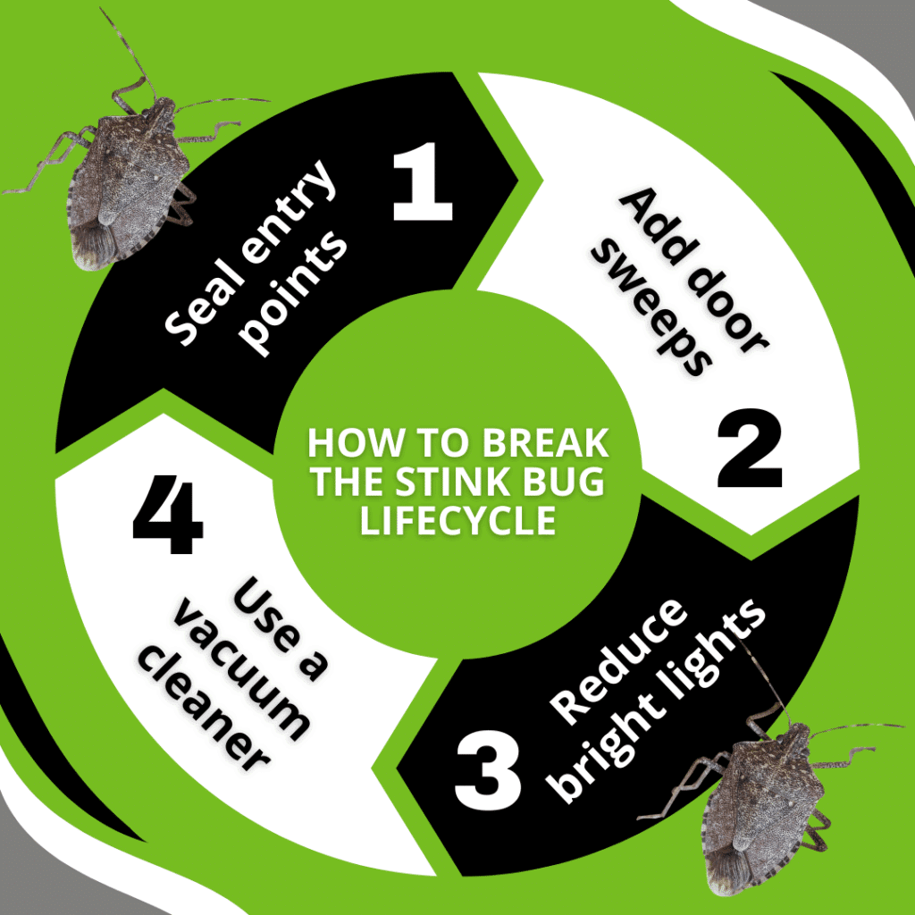 how to break the stink bug lifecycle