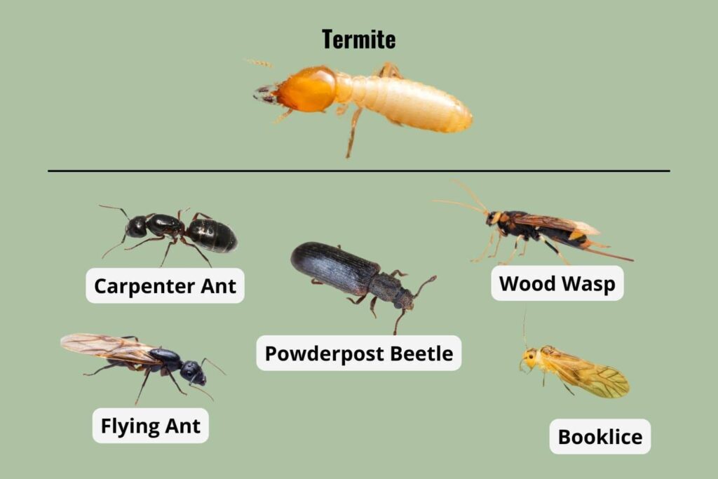 Comparing bugs that look like termites
