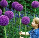 Allium