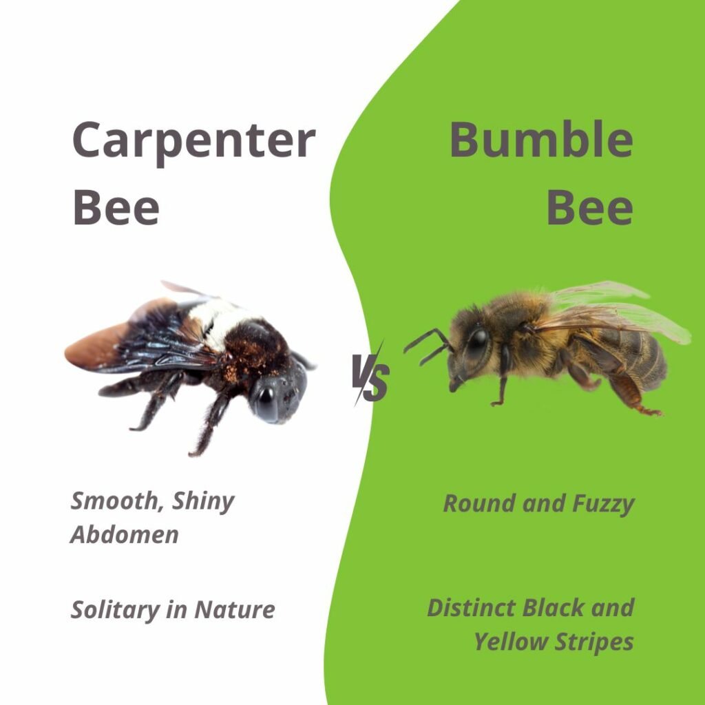 Carpenter bee vs bumble bee
