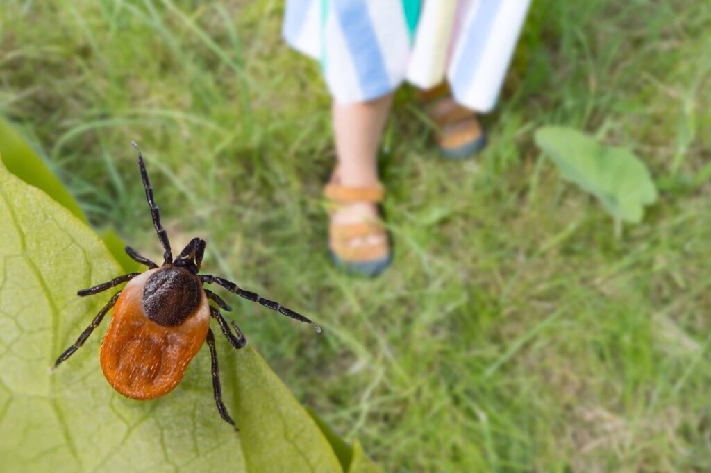 Deer ticks are common in the United States and dangerous. They look for a host to draw blood so they can live. 