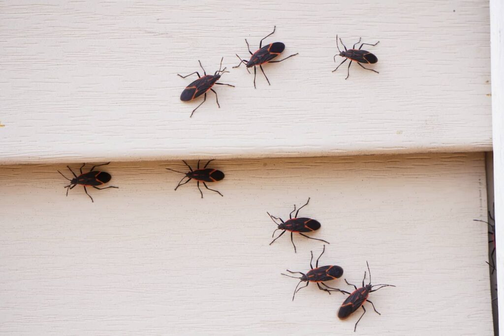 Visual of boxelder bugs on the exterior of house