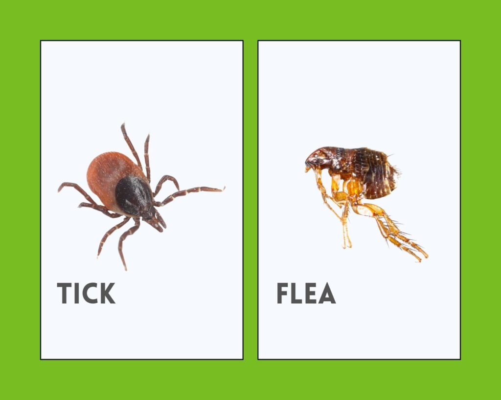 Fleas can jump considerably higher than ticks can.