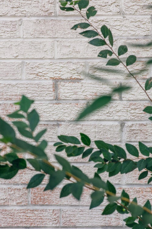 A limewash brick exterior with a plant in the foreground