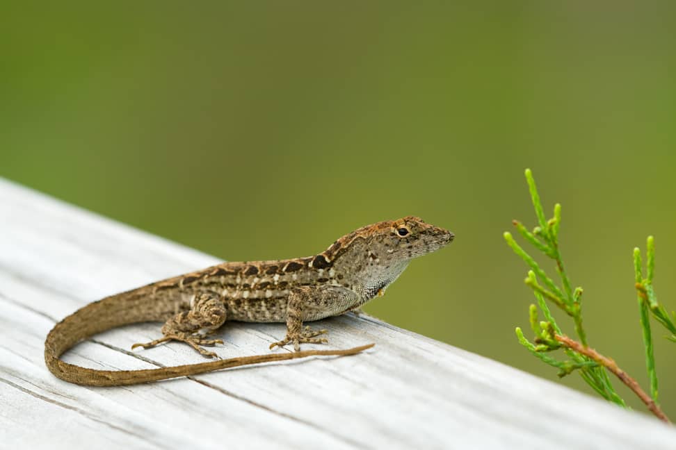 Florida lizard relaxing on an outdoor deck. 