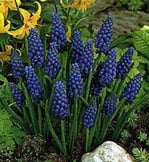 Muscari
