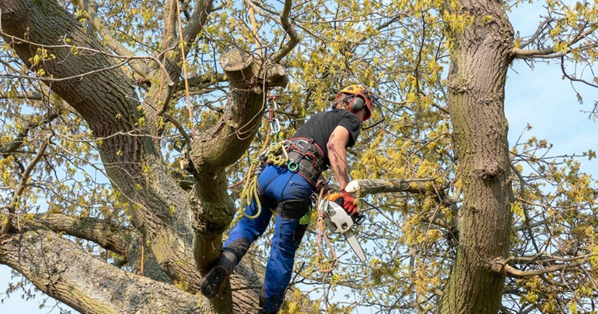 Guide to residential vs commercial tree services 2 residential vs commercial tree services 2