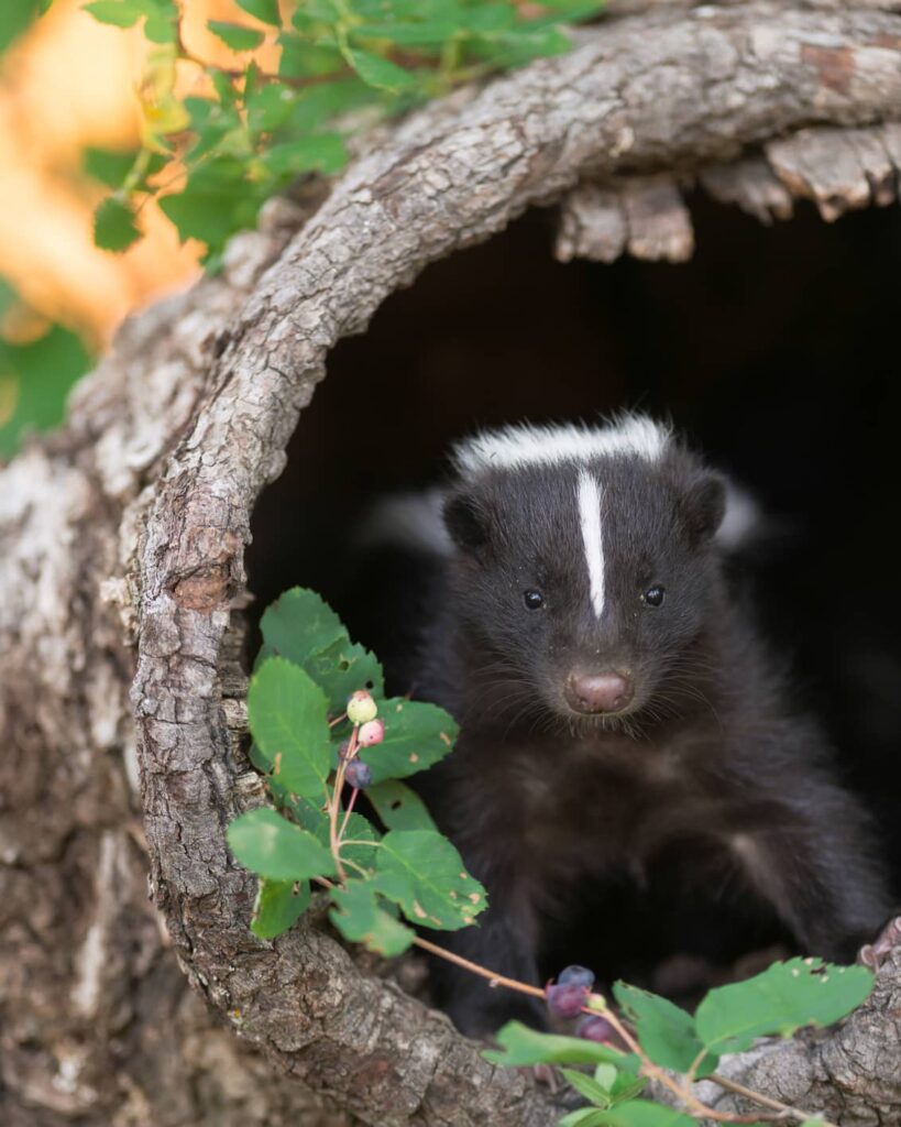 Skunks hunt for food during the day. 
