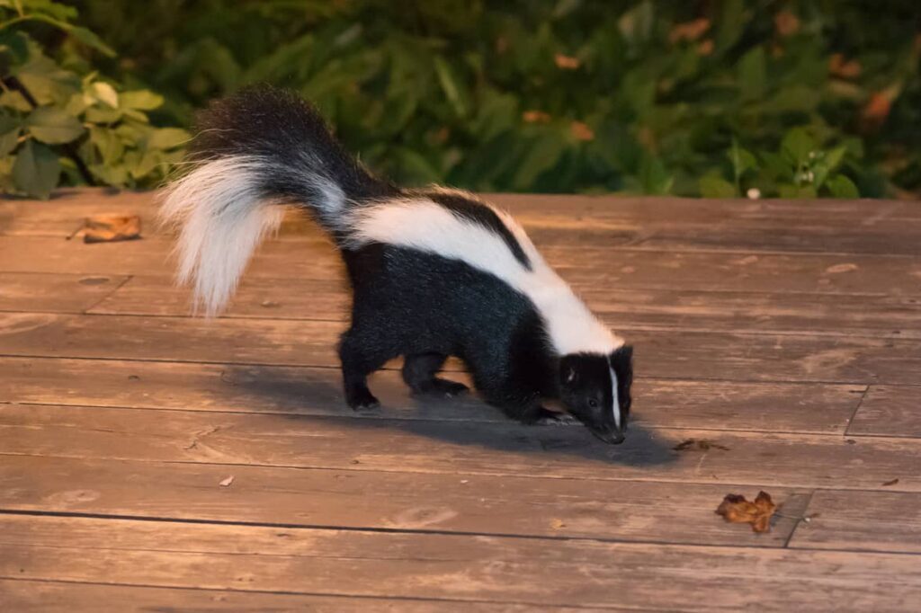Skunks hunt for food during the day. 