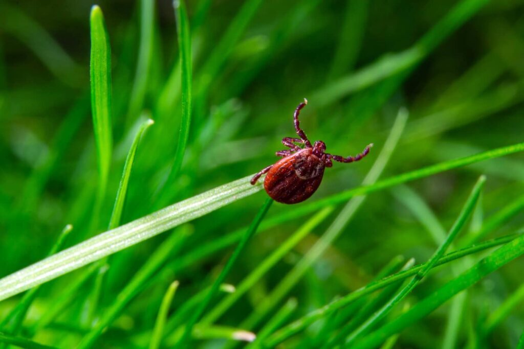 Ticks live on grass and can carry Lyme disease. 