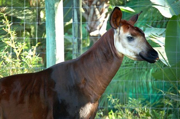 This is a picture of an Okapi. 