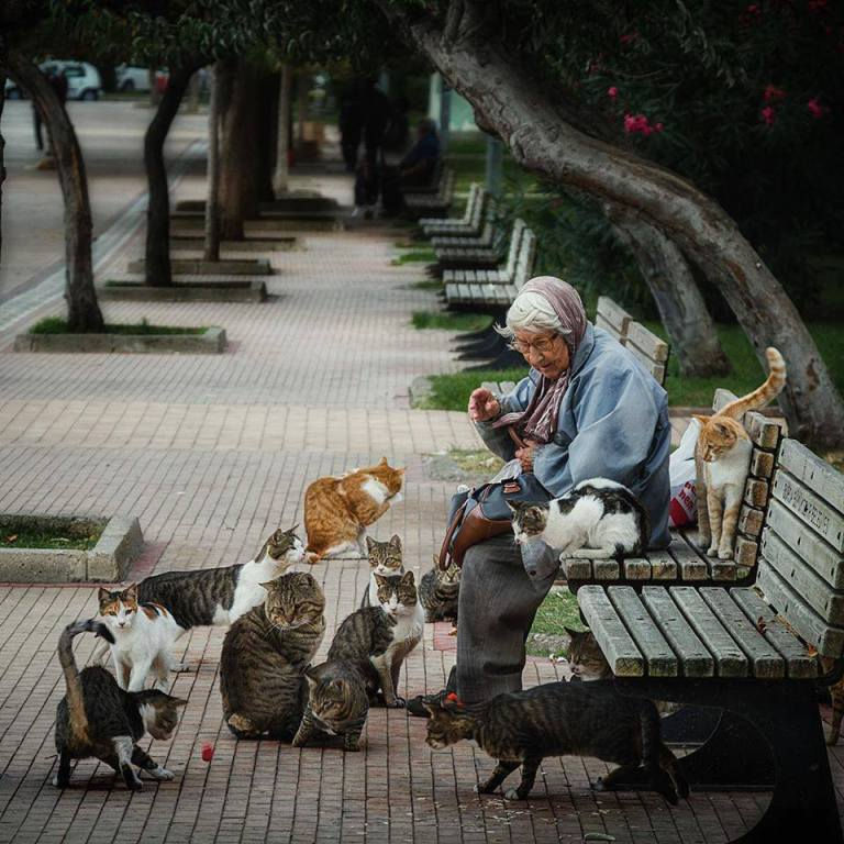 Cats fed by an old woman.