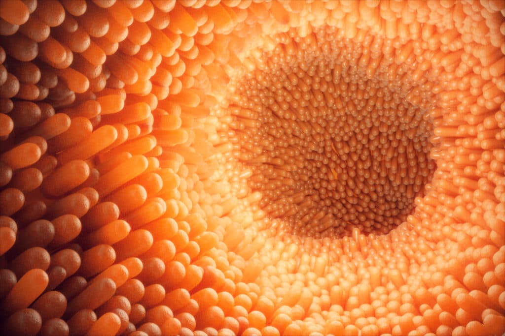 The Glorious Gut: A Miraculous Wonder