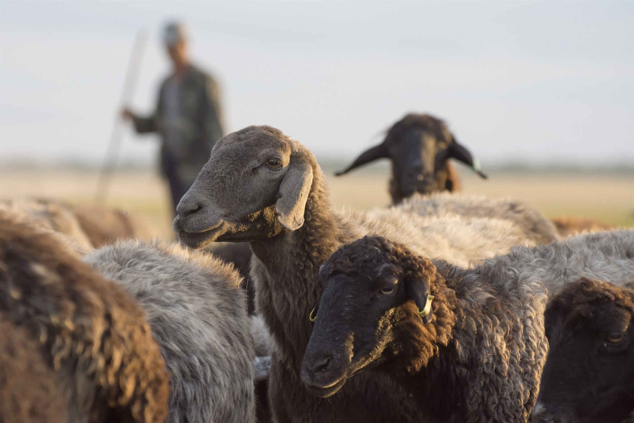 Leading Like Shepherds