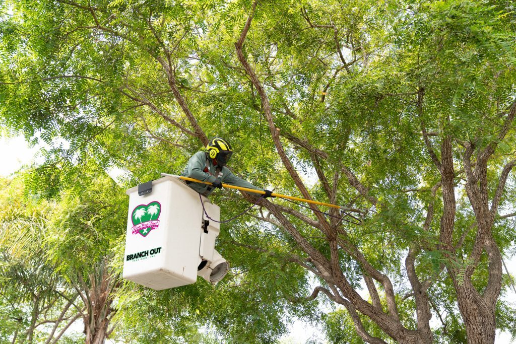 What month is best to trim trees
