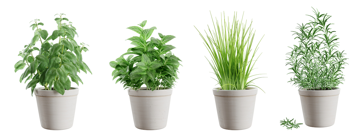 The best herbs to grow for beginners
