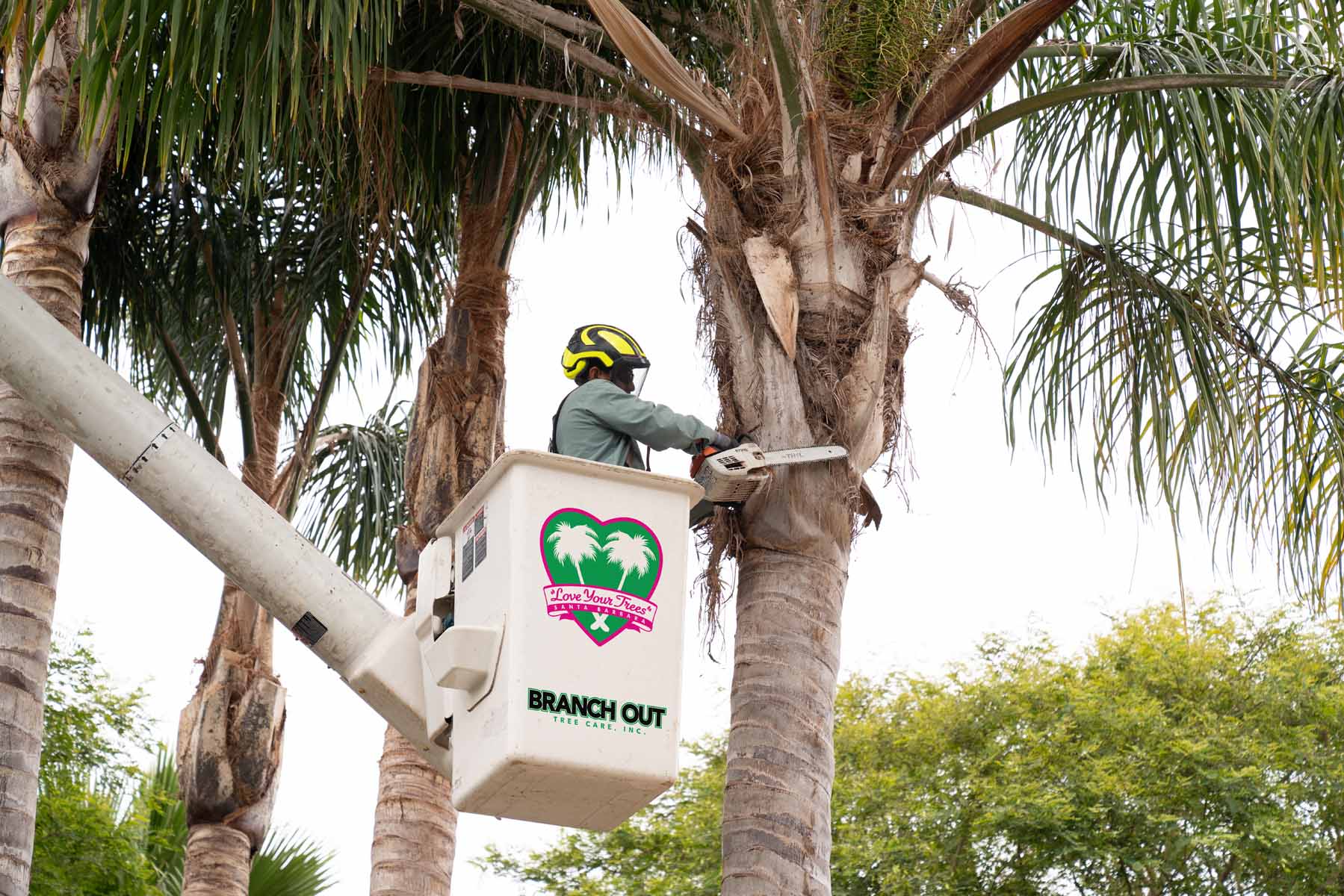 Guide to residential vs commercial tree services