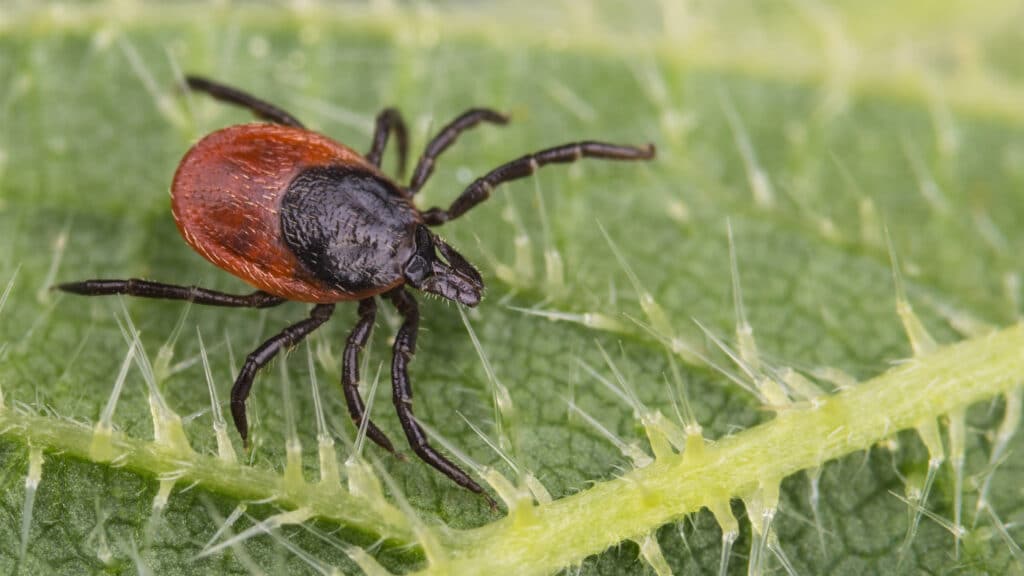 Lyme Disease: What We Are Learning