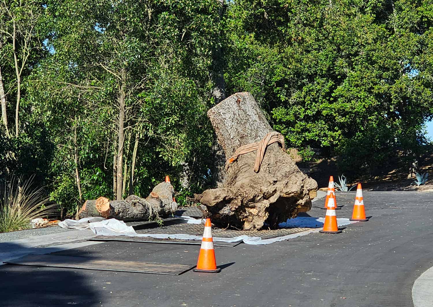 Who Is Responsible For Fallen Tree Removal?