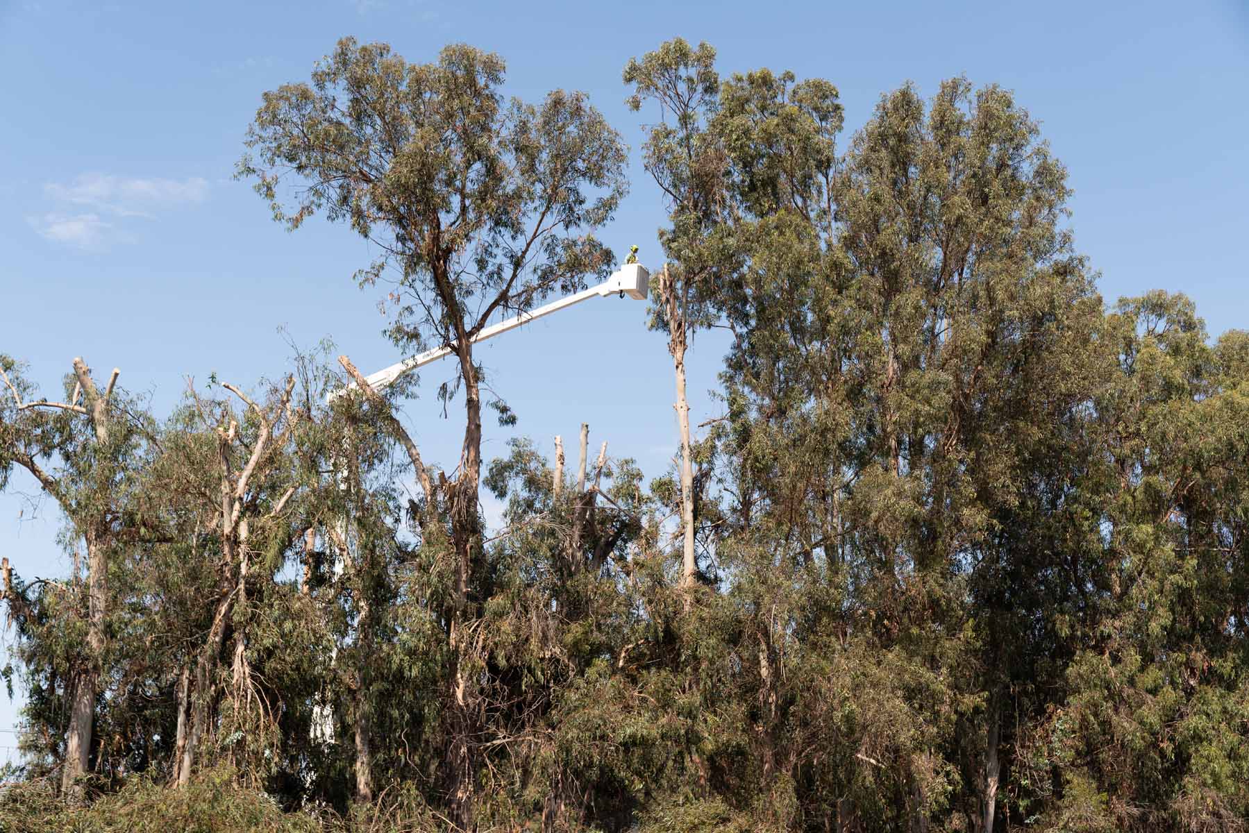 Signs indicating a tree needs to be removed