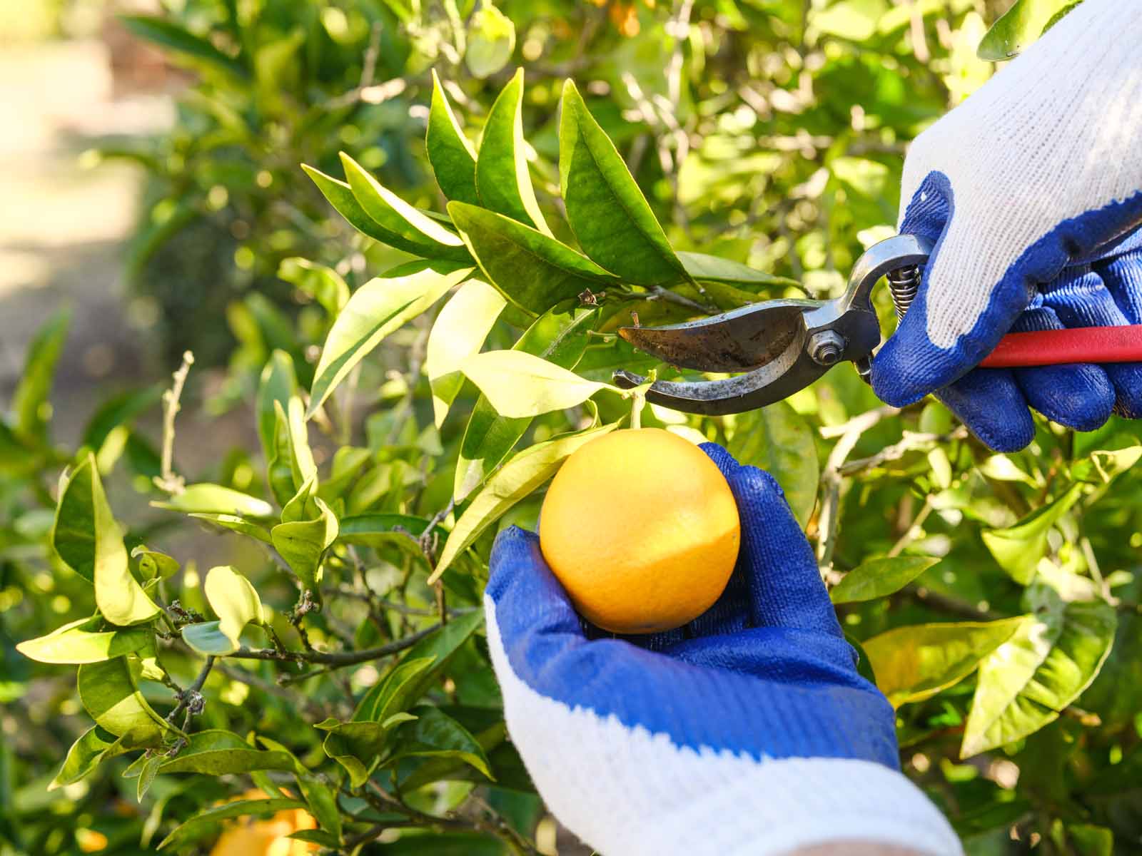 What To Plant After Tree Removal