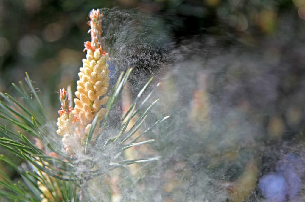 Food & Lifestyle for Seasonal Allergies