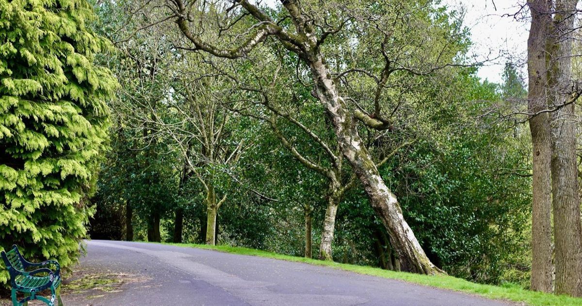 Can you save a tree that is leaning