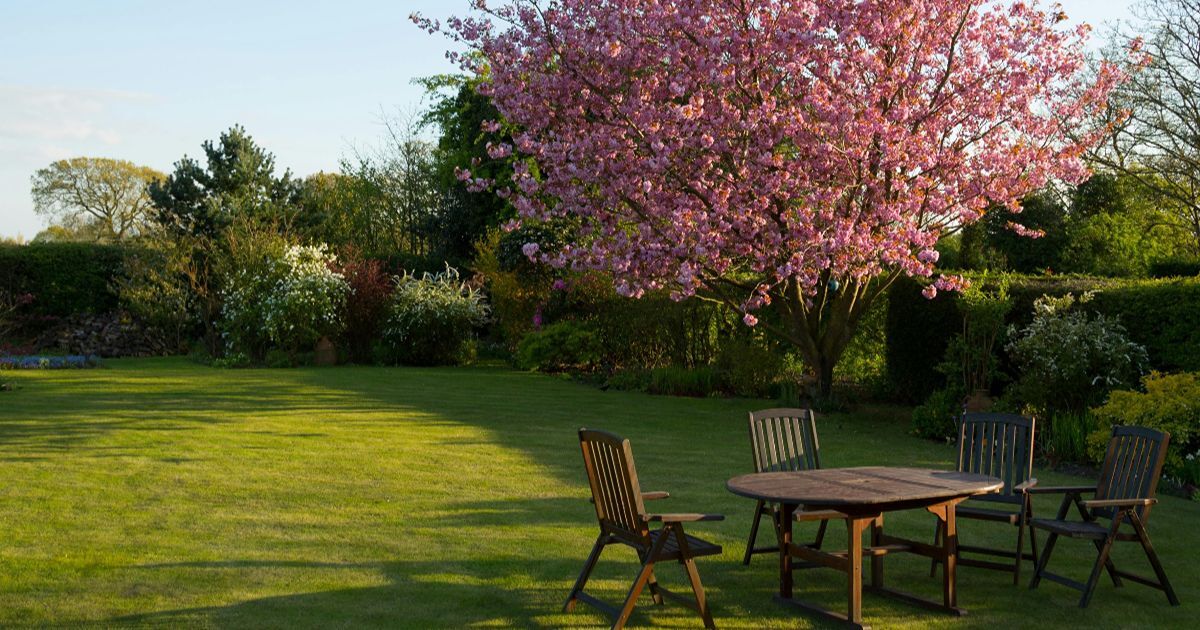 How can trees impact your property's value and curb appeal
