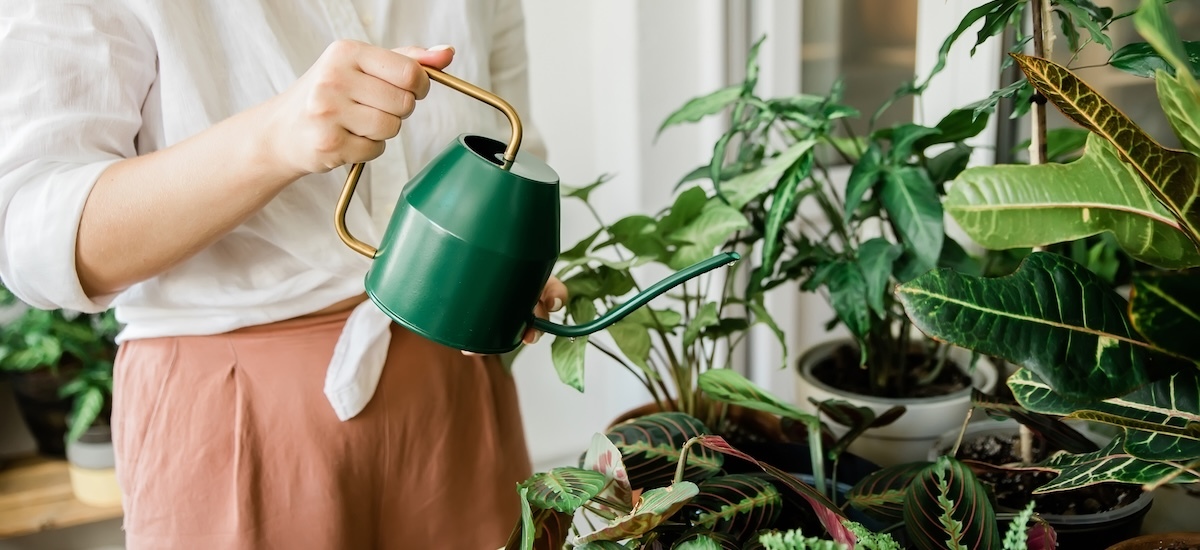 Breathe Easy: The Surprising Benefits of Houseplants in Your Home